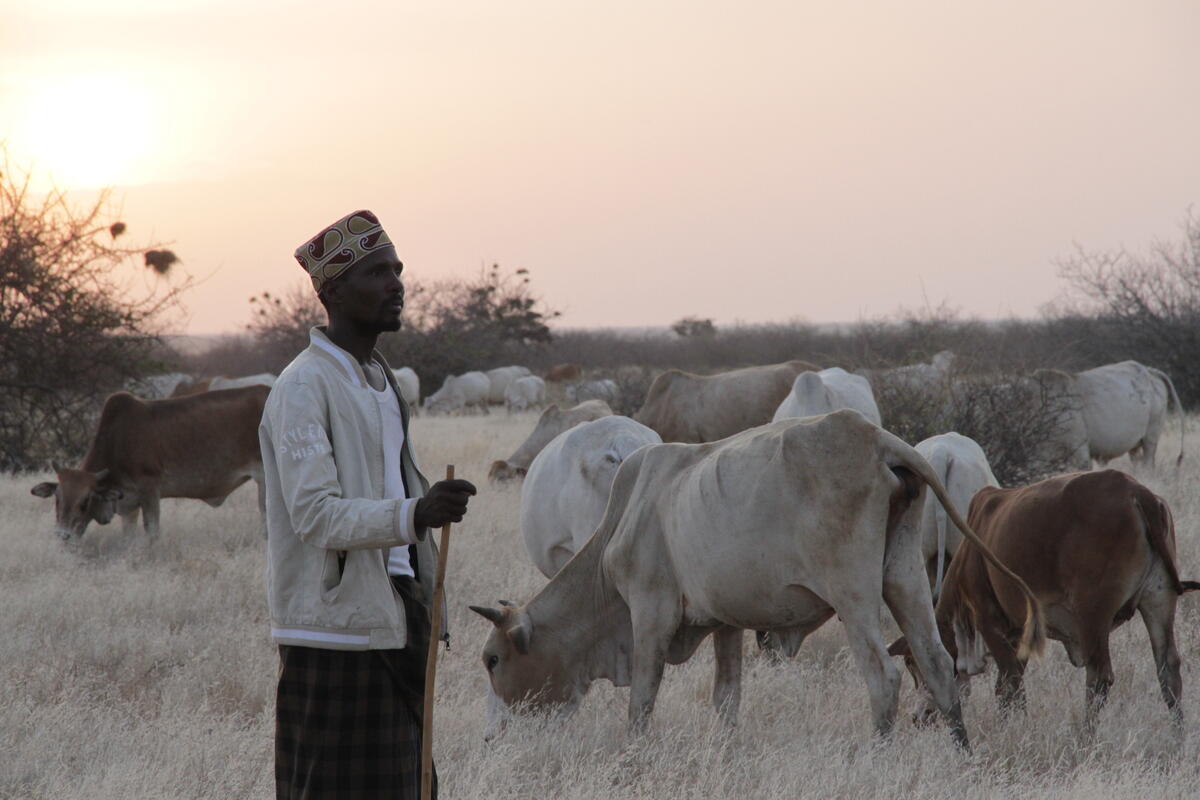 A pastoral farmer in Kenya herds his cattle as the sun sets