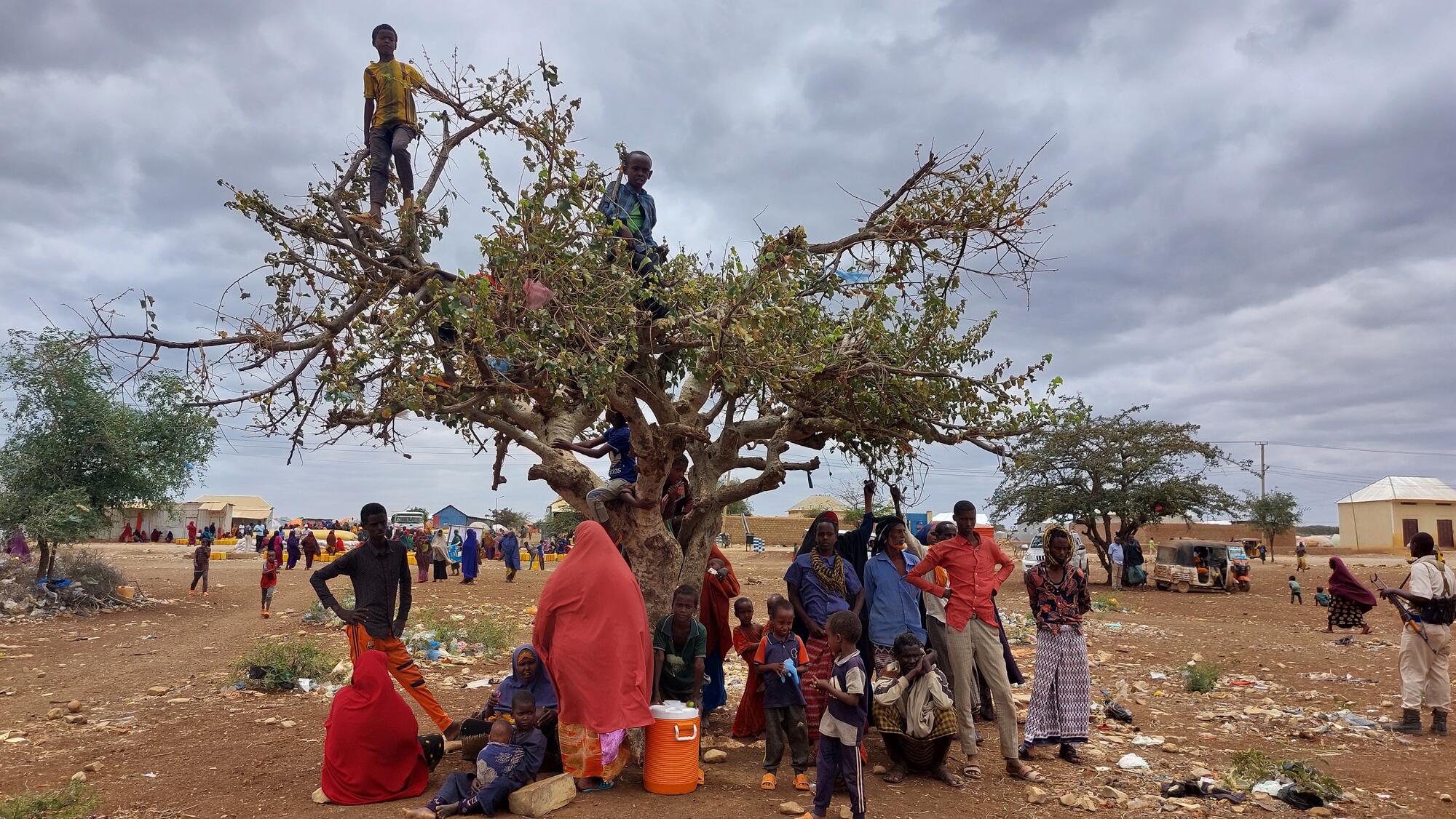 Somali families crowded around a tree during the drought