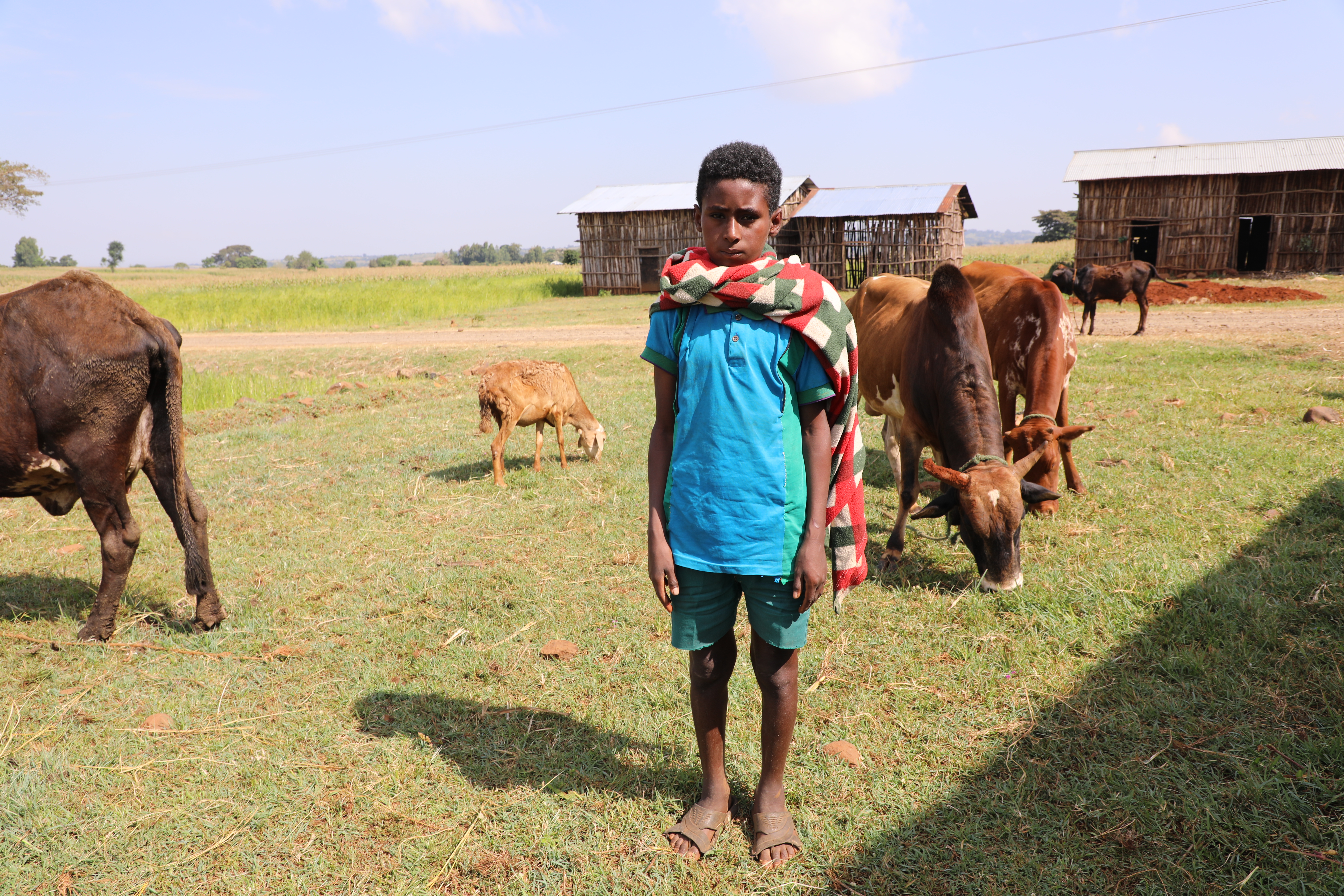 A young boy stands in front of cattle in the field