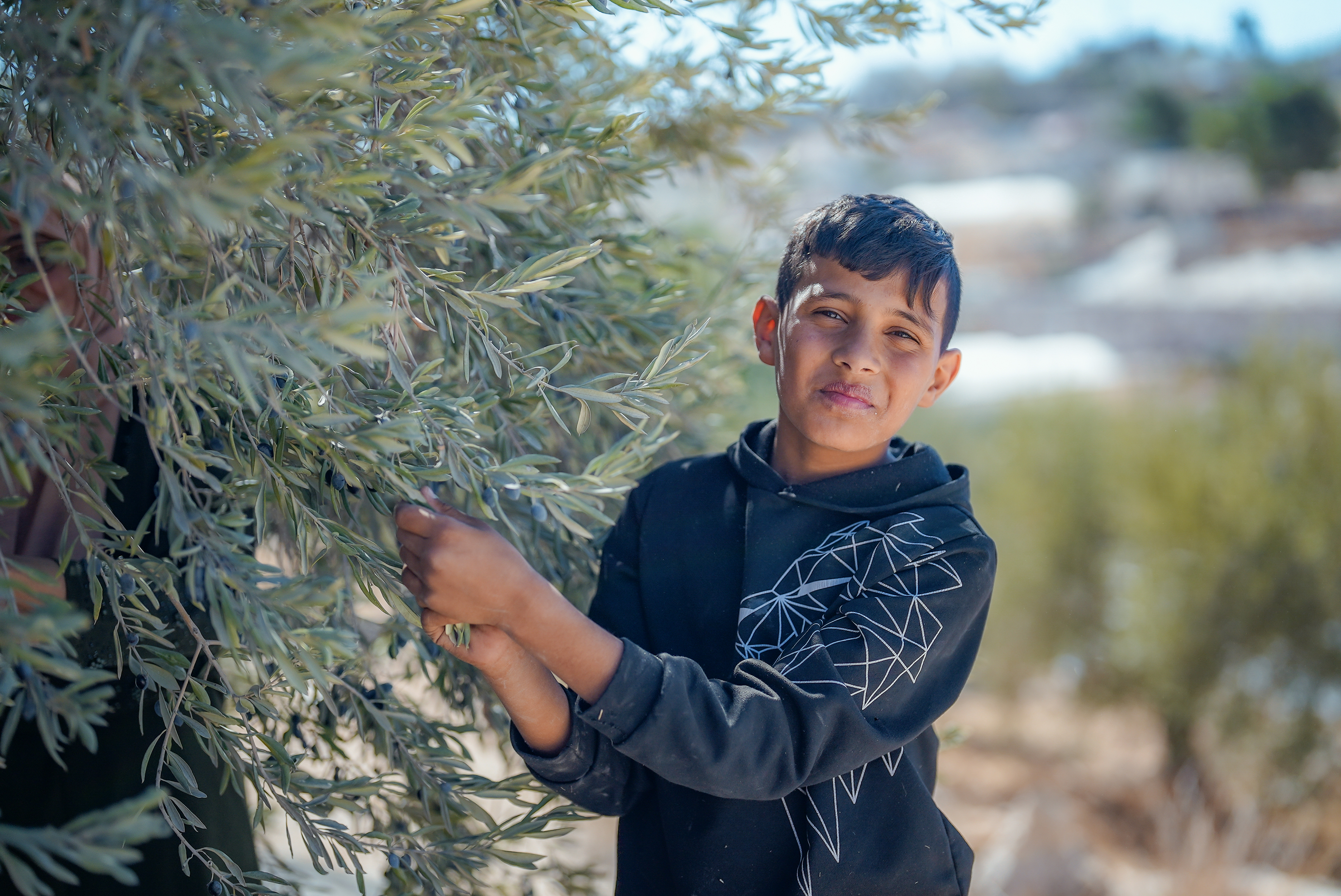 A family is harvesting their olive grove and eating together.