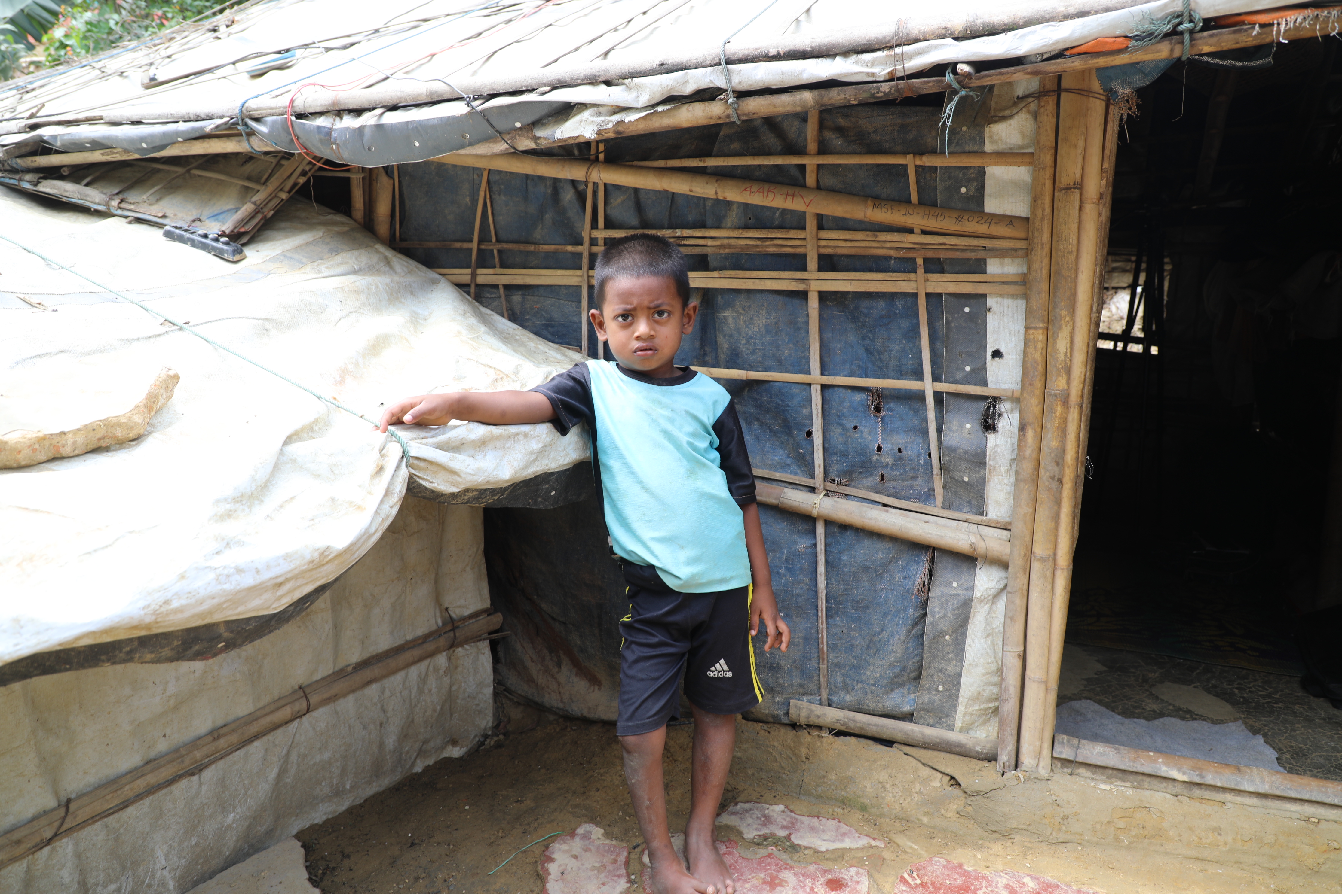 Hares playing in the yard.