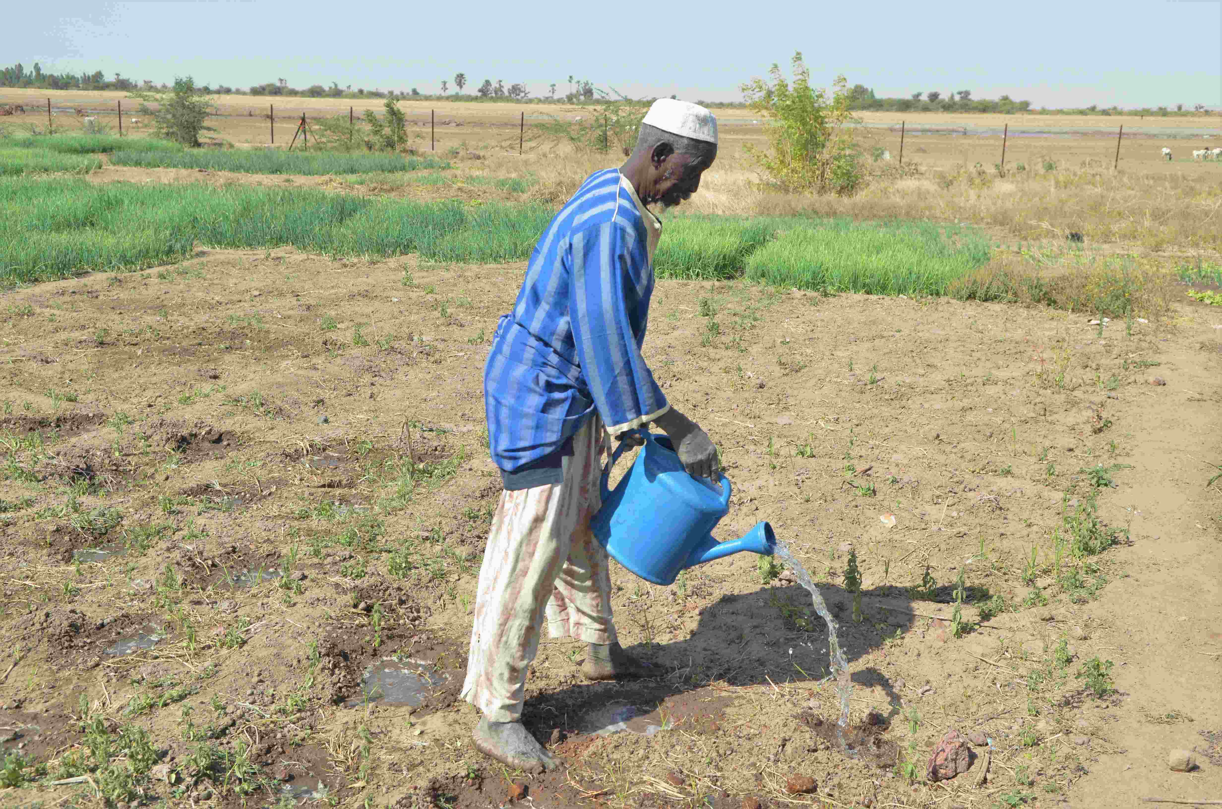A man waters the crops in his market garden