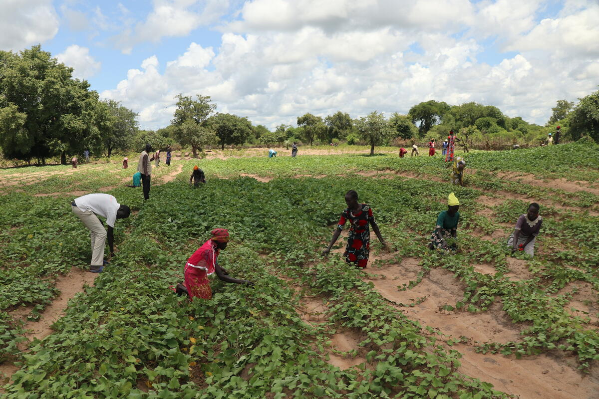 South Sudanese women farming on a field of crops