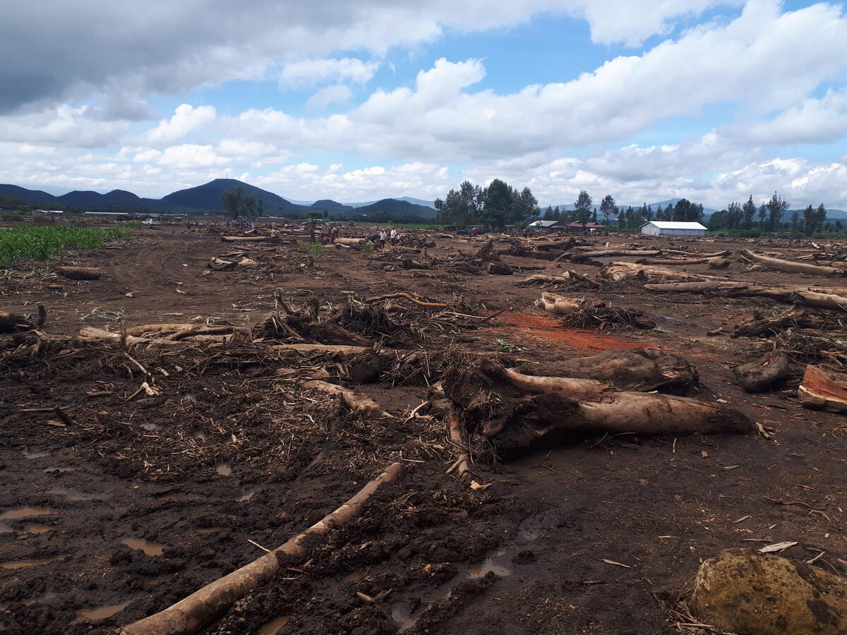 Devasted trees after flooding caused a landslide in Kenya