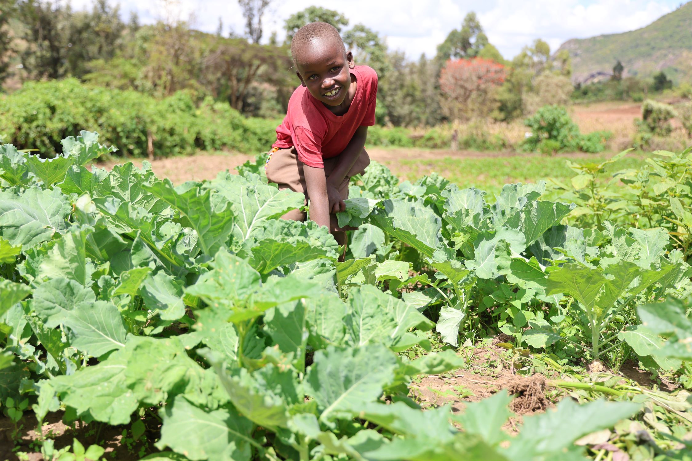 Kenyan boy in vegetable garden