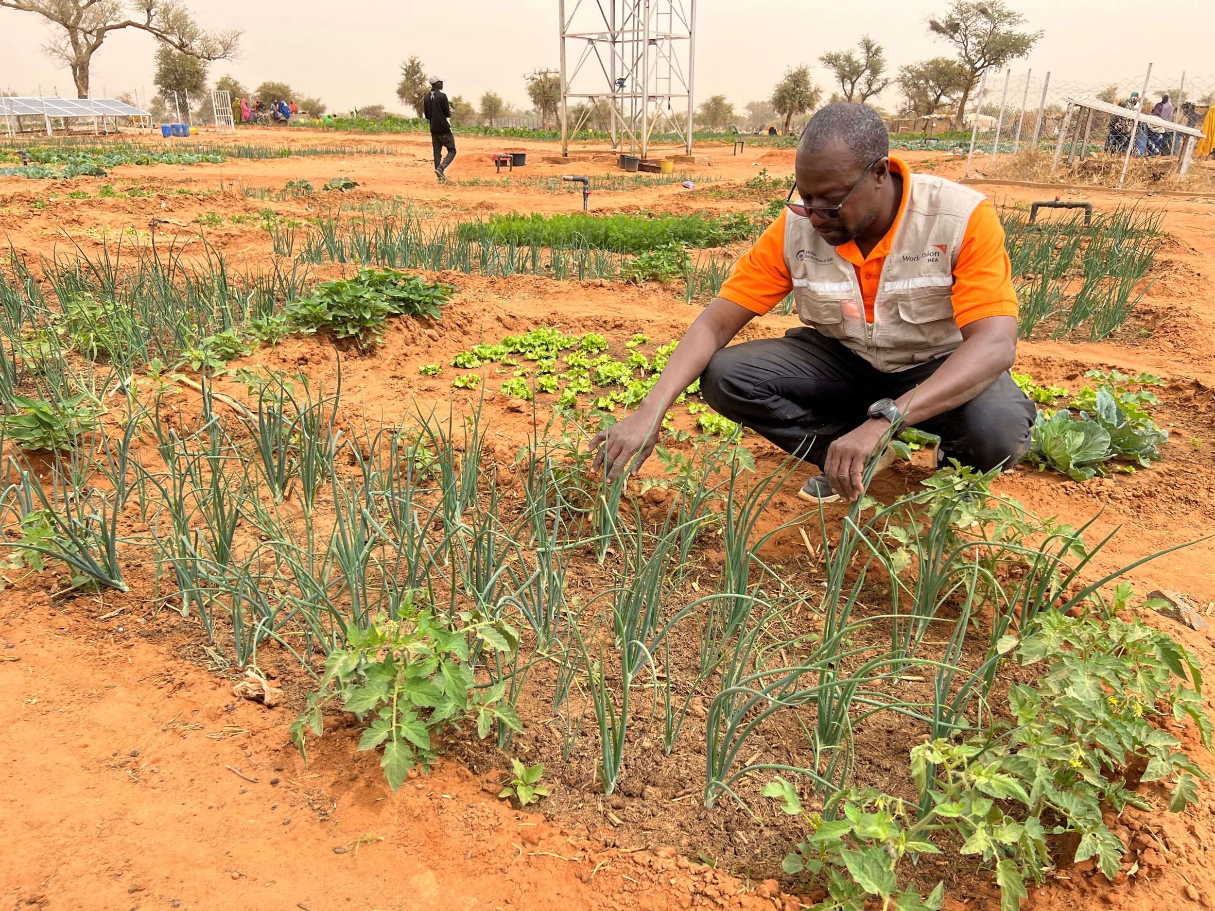 World Vision staff member in orange vest assessing crops in market garden