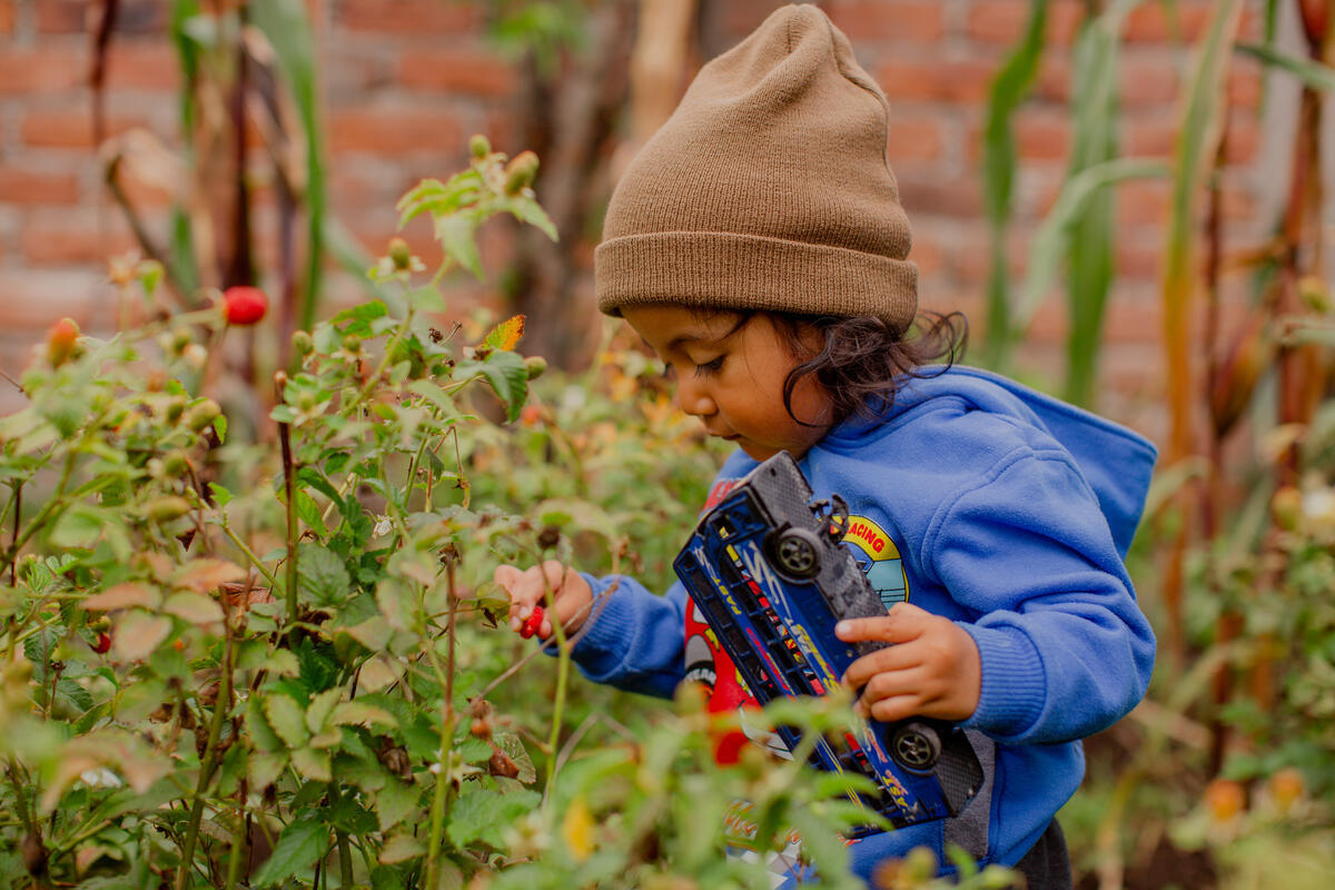A young boy in Ecuador picking home-grown strawberries 