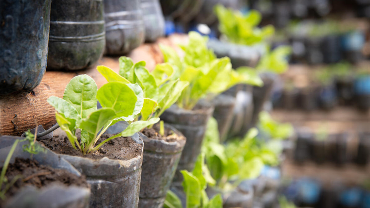 Rows of seedlings grow in a vertical garden in Ethiopia