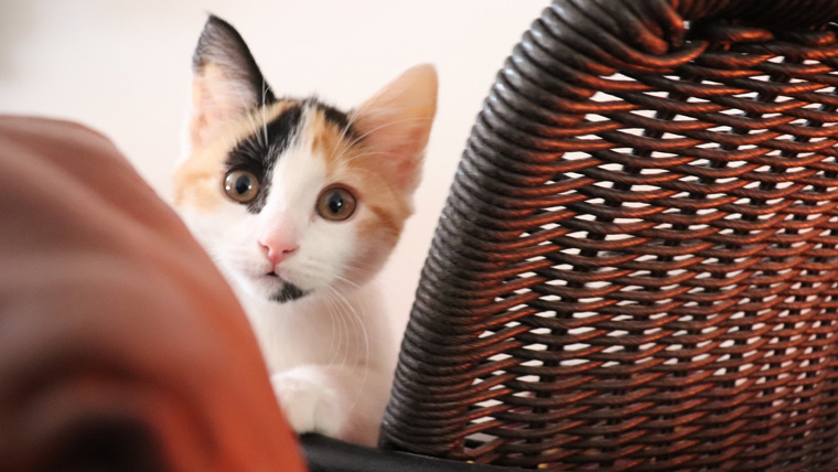 Cat looking over a sofa