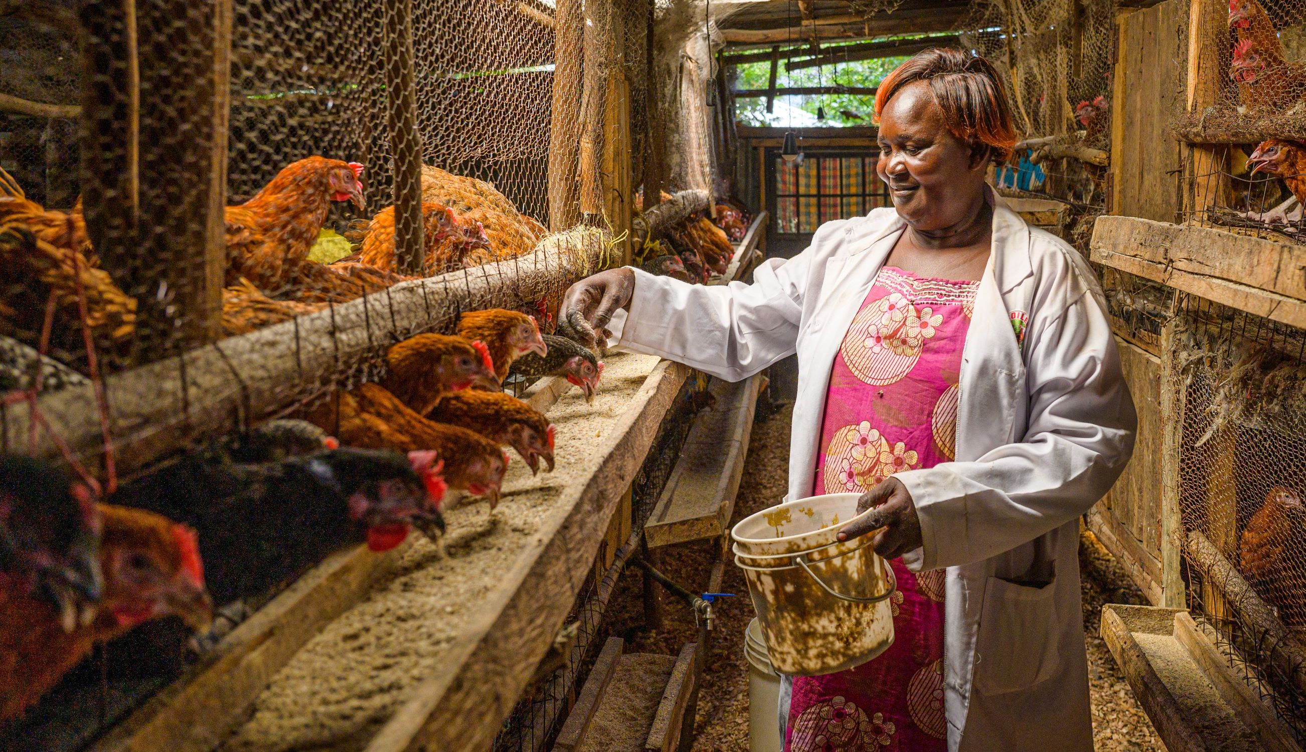 Kenyan woman feeding chickens