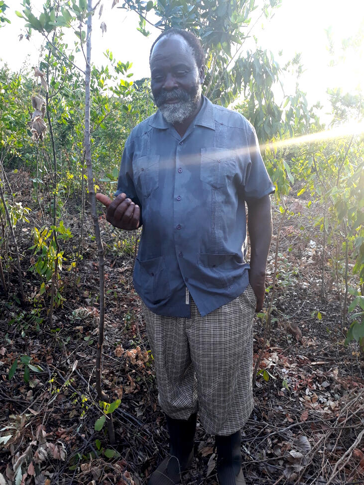 Lead farmer Peter stands among the regrowing plants