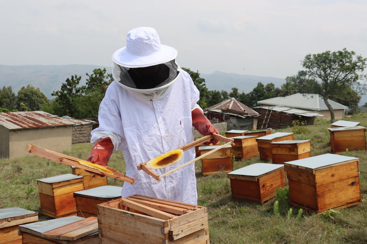 Members of a Bee Keepers Group in Eswatini (Swaziland) join together to harvest the first hives that were prMembers of a Bee Keepers Group in Eswatini (Swaziland) join together to harvest the first hives that were provided to help diversify their family incomes