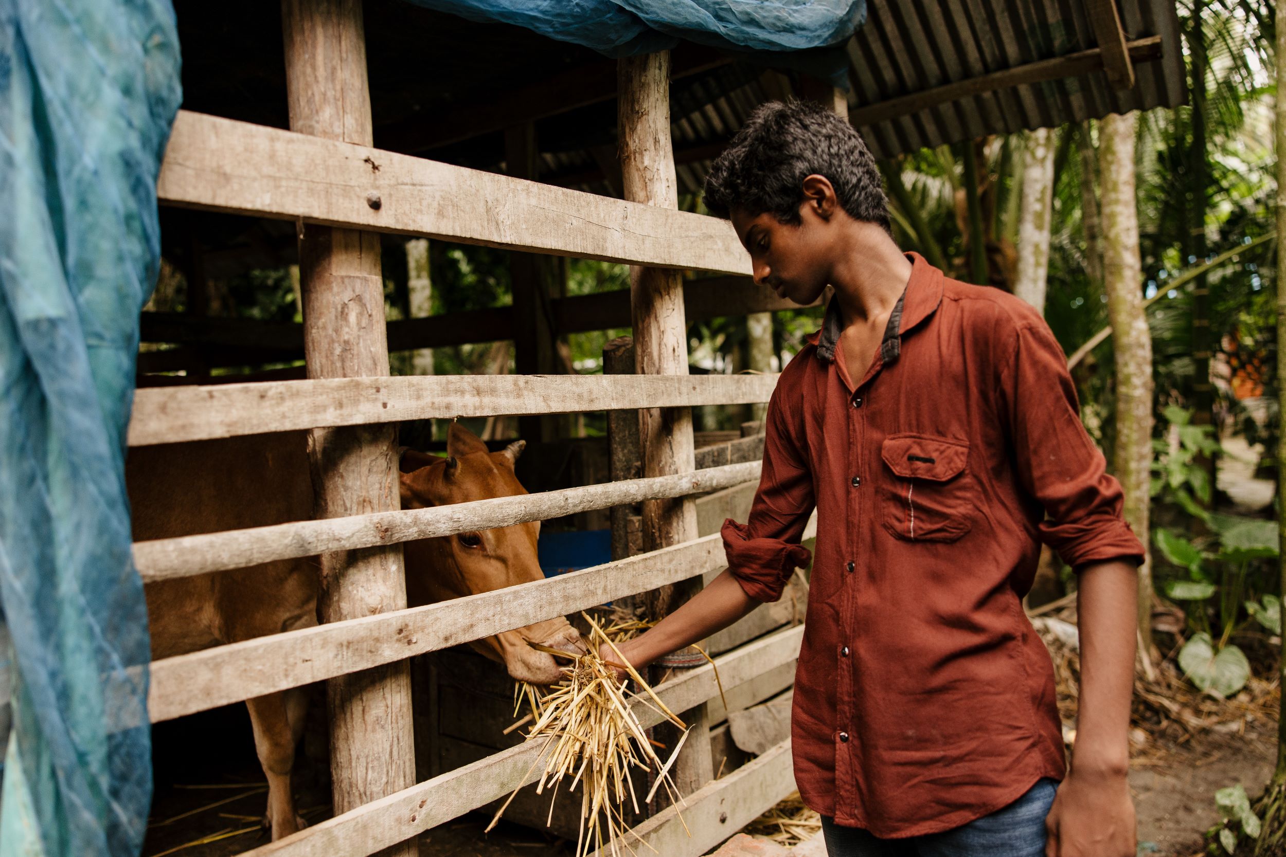 Bangladeshi boy feeding cow through a fence