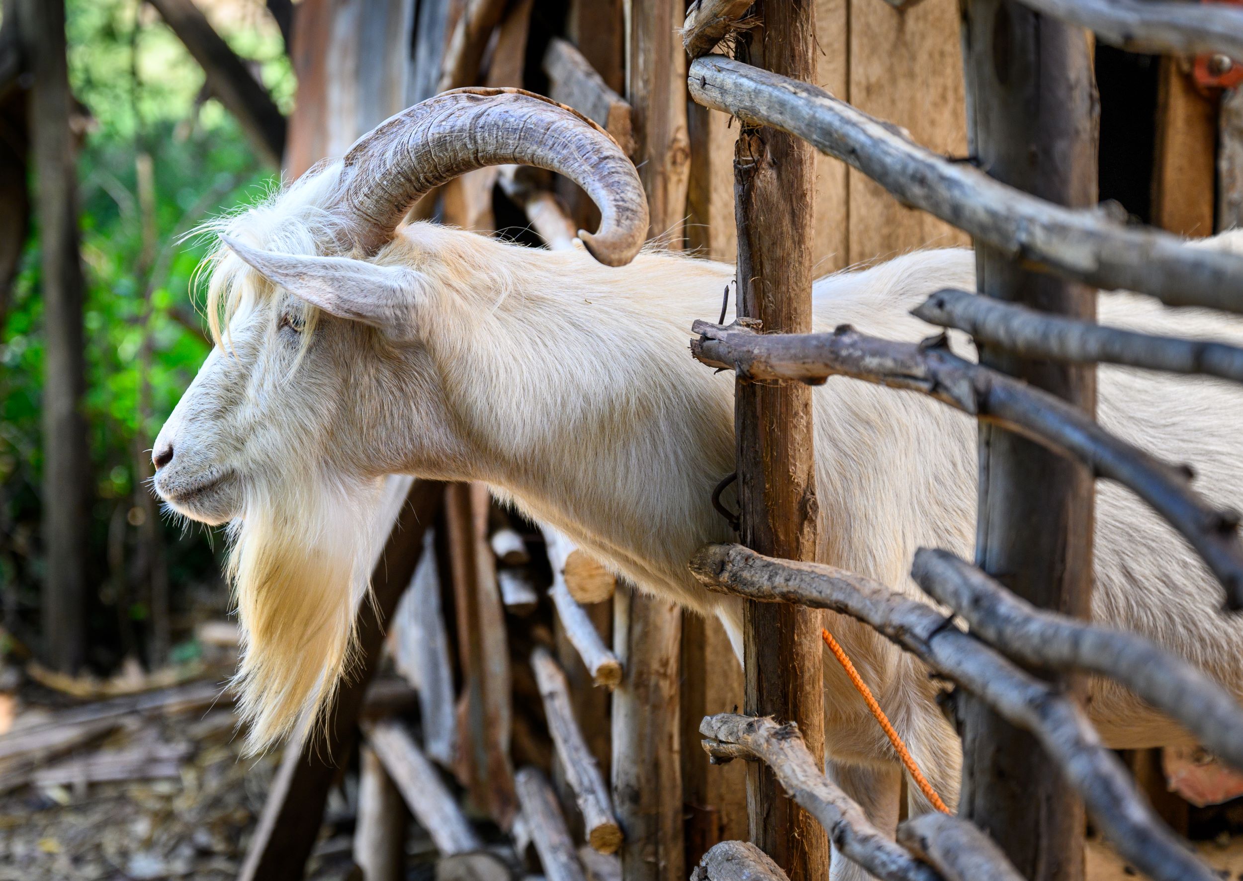 Goat sticking his head through a fence