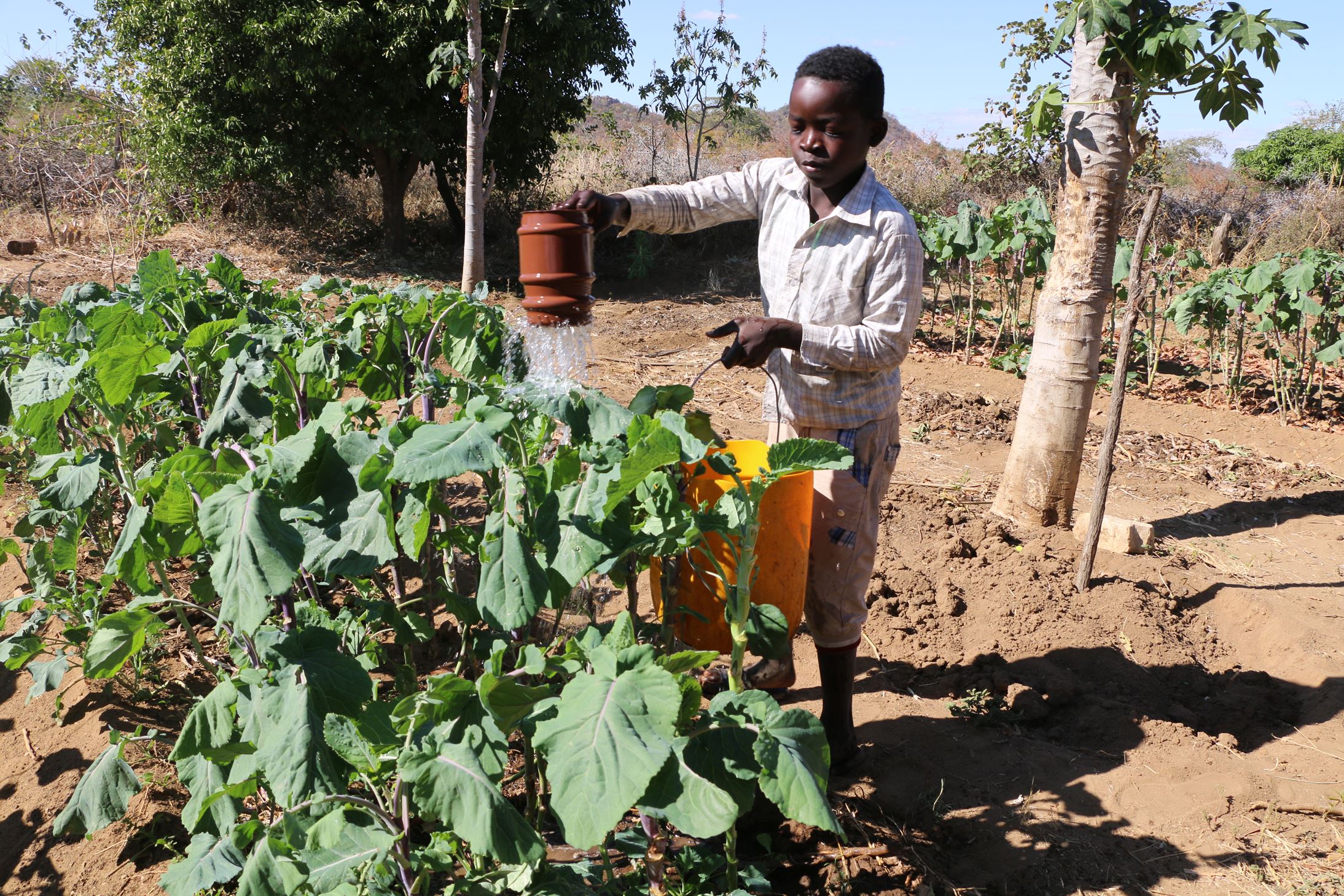 Young boy watering crops. 