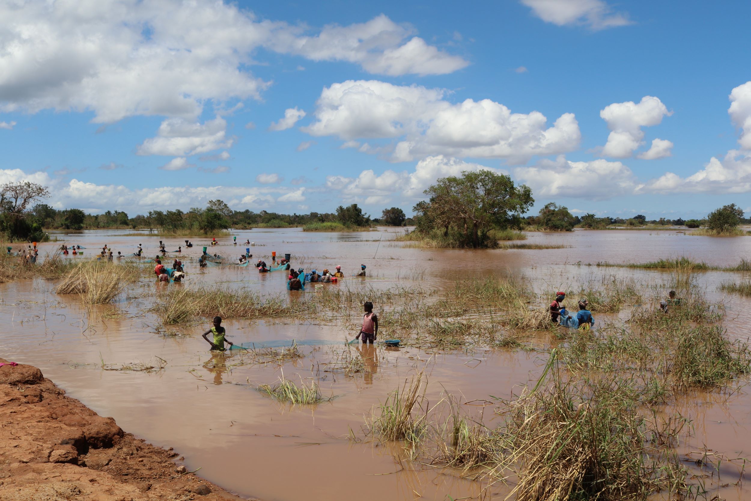Flooded rice fields in Mozambique