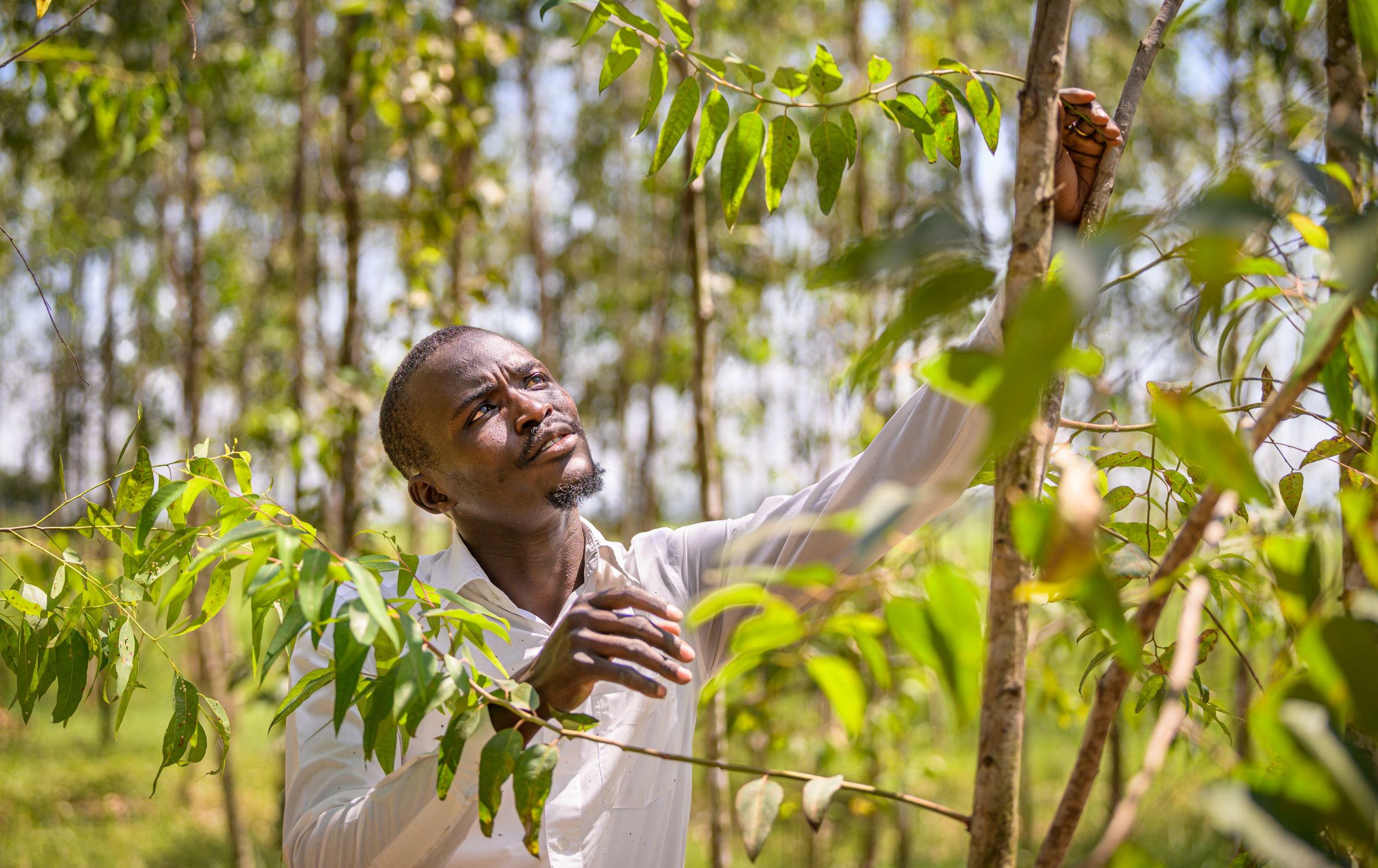 Kenyan man looking at trees